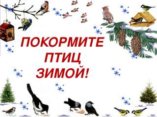 Акция « Покормите птиц зимой»